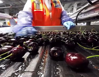 Як американські садівники зберігають яблука й черешню